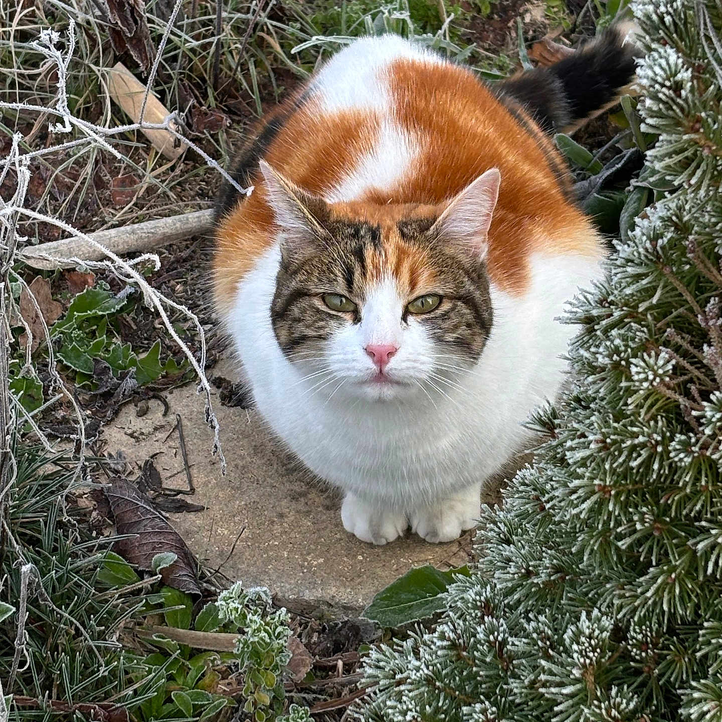 Elfe participe au concours pour gagner de l'argent avec cette photo : animal, calico_cat, cat, ears, eyes, frost, frozen, fur, greenery, ground, looking, mammal, nature, outdoor, pet, plants, sitting, tail, whiskers, winter
