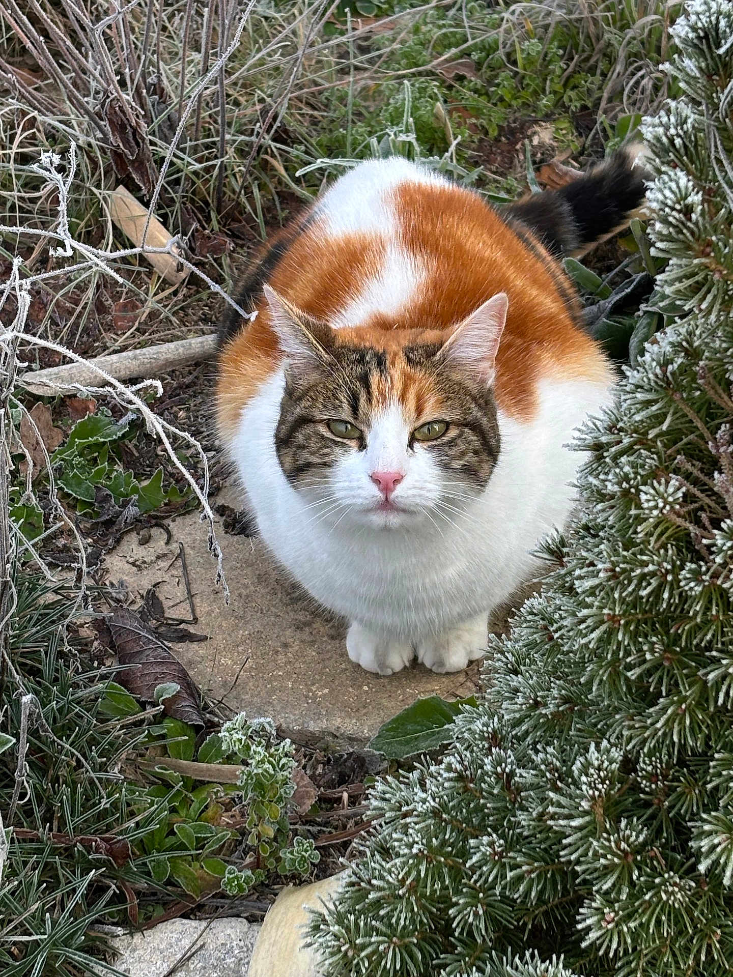 Elfe participe au concours pour gagner de l'argent avec cette photo : cat, calico_cat, frost, plants, greenery, outdoor, animal, pet, nature, winter, frozen, ground, fur, whiskers, ears, eyes, tail, mammal, looking, sitting