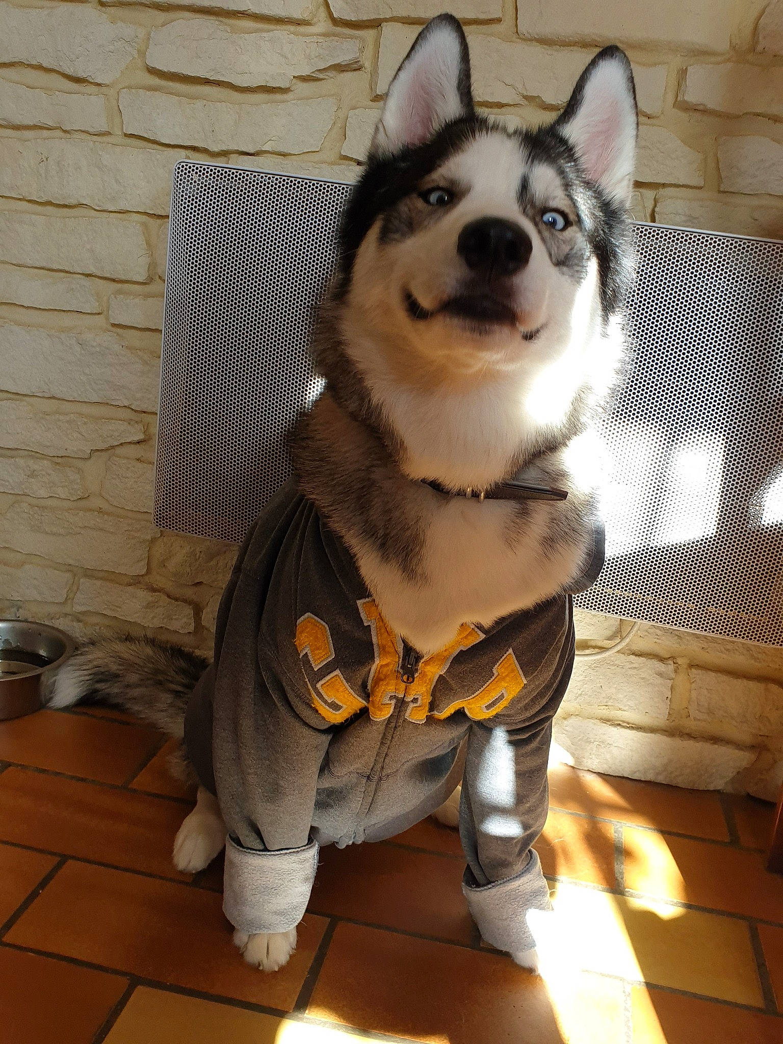 Meïko participe au concours pour gagner de l'argent avec cette photo : alaskan_klee_kai, alaskan_malamute, ancient_dog_breeds, canidae, carnivore, dog, dog_breed, dog_clothes, jamthund, mammal, miniature_siberian_husky, rare_breed_dog, sakhalin_husky, siberian_husky, sled_dog, snout, sporting_group, swedish_vallhund, vertebrate, wolfdog