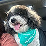 Milo is registered to the contest to win money with this photo: dog, curly_hair, bandana, car, sunroof, tongue_out, pet, white_and_black, fur, seat, close_up, happy, companion, inside, animal, cute, friend, portrait, vehicle, playful