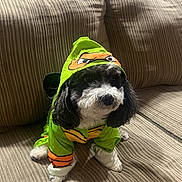 Milo joined the competition — help win amazing prizes! dog, costume, green, ninja_turtle, couch, pet, indoor, cute, animal, black_and_white, fur, puppy, sitting, clothing, small_dog, adorable, house, striped, living_room, playful