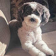 Milo joined the competition — help win amazing prizes! animal, black_and_white, canine, closeup, comfort, companion, couch, curly_fur, cute, decorative_pillows, dog, fluffy, furniture, home, indoor, pet, portrait, relaxed, resting, sunlight