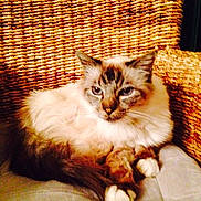 Scapin participe au concours pour gagner de l'argent avec cette photo :