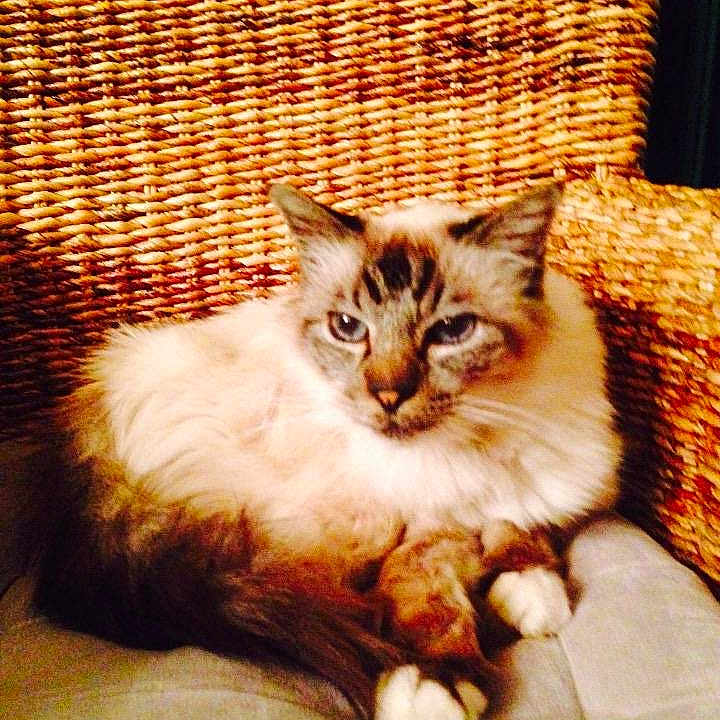 Scapin participe au concours pour gagner de l'argent avec cette photo :