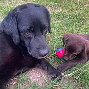 Apa a rejoint le concours — aidez-le/la à gagner de superbes lots ! dog, black_labrador, chocolate_labrador, puppy, grass, outdoor, playful, ball, animal, pet, mammal, canine, nature, laying, closeup, friendly, cute, young, companions, relaxed