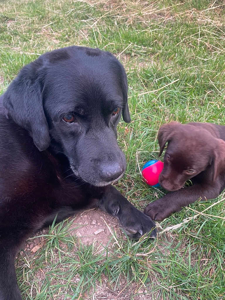 Apa a rejoint le concours — aidez-le/la à gagner de superbes lots ! dog, black_labrador, chocolate_labrador, puppy, grass, outdoor, playful, ball, animal, pet, mammal, canine, nature, laying, closeup, friendly, cute, young, companions, relaxed