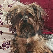 Jewel joined the competition — help win amazing prizes! dog, small_dog, long_hair, scruffy, couch, blanket, pillow, floral_pattern, indoor, pet, cute, fur, sitting, relaxed, home, cozy, animal, companion, brown_fur, black_fur