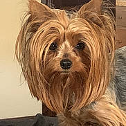 Ruby is registered to the contest to win money with this photo: dog, yorkshire_terrier, pet, indoor, close_up, furry, small_dog, brown_coat, black_nose, ears_up, animal, domestic_animal, cute, face, fur, companion, house, kitchen, alert, portrait
