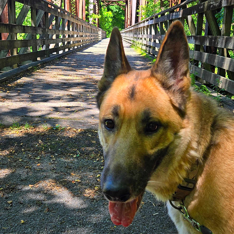 Athena joined the competition — help win amazing prizes! animal, arbour, canine, city, dog, fence, germanshepherd, grass, nature, outdoors, path, person, pet, plant, road, street, tree, urban, walkway, yard