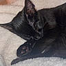 Panther joined the competition — help win amazing prizes! black_cat, sleeping, cat, pet, animal, feline, cozy, blanket, soft_texture, paw, indoor, resting, cute, fur, whiskers, domestic_animal, close_up, nap, quiet, relaxation