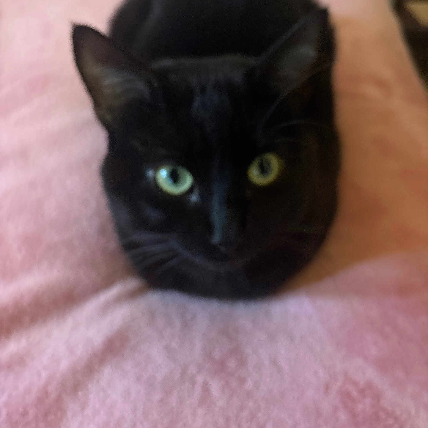 Panther joined the competition — help win amazing prizes! black_cat, cat, pet, feline, animal, indoor, pink_blanket, soft_texture, green_eyes, looking, sitting, cute, whiskers, ears, fur, cozy, resting, closeup, domestic_cat, mammal