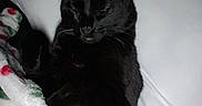 Panther is registered to the contest to win money with this photo: black_cat, cat, sleeping, blanket, pillow, bed, cozy, indoor, pet, feline, resting, cute, animal, domestic_cat, fur, whiskers, relaxing, comfort, holiday, red_and_green