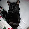 black_cat, cat, sleeping, blanket, pillow, bed, cozy, indoor, pet, feline, resting, cute, animal, domestic_cat, fur, whiskers, relaxing, comfort, holiday, red_and_green
