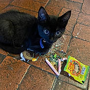Panther is registered to the contest to win money with this photo: black_cat, kitten, floor, tile_floor, candy_wrappers, snack, mess, pet, animal, curious, wide_eyes, indoor, small, playful, domestic_cat, fur, collar, blue_collar, closeup, young_cat