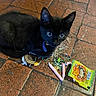 black_cat, kitten, floor, tile_floor, candy_wrappers, snack, mess, pet, animal, curious, wide_eyes, indoor, small, playful, domestic_cat, fur, collar, blue_collar, closeup, young_cat