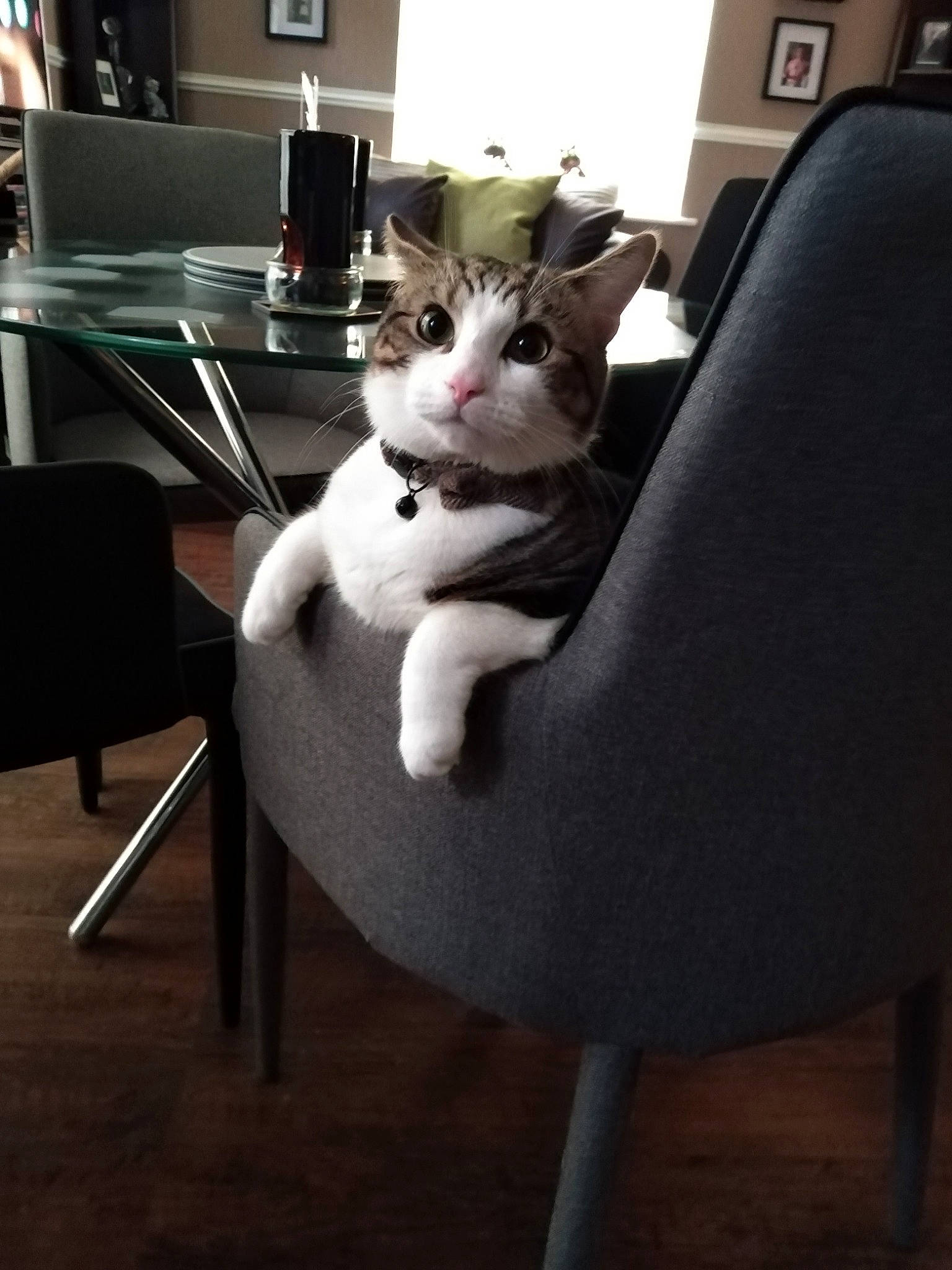 Tigger is registered to the contest to win money with this photo: carnivore, cat, cat_supply, chair, comfort, domestic_short_haired_cat, felidae, flooring, fur, furniture, hardwood, living_room, paw, room, sitting, small_to_medium_sized_cats, table, tail, whiskers, wood