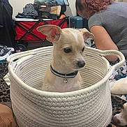 King is registered to the contest to win money with this photo: animal, basket, bell, blanket, casual, clothes, collar, curly_hair, cute, dog, furniture, home, indoor, leisure, luggage, person, pet, relaxed, sitting, woven_basket