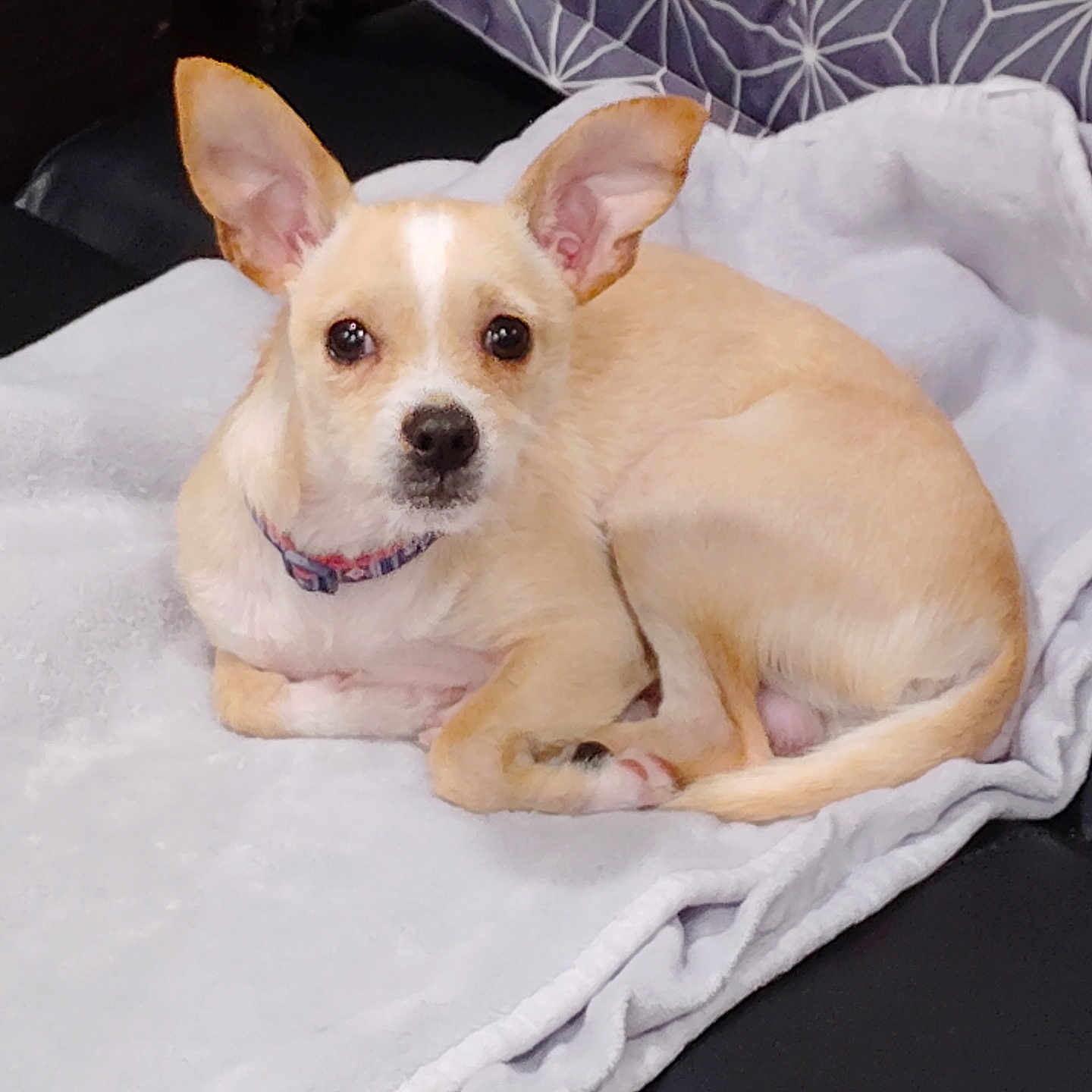 Prince joined the competition — help win amazing prizes! animal, blanket, collar, comfortable, companion, couch, cute, dog, domestic_animal, ears, fur, indoor, looking_at_camera, lying_down, pet, resting, small_dog, soft, tan, white