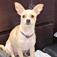 Prince joined the competition — help win amazing prizes! dog, small_dog, tan_dog, white_dog, pet, collar, ears, sitting, blanket, indoors, furniture, wood, floor, curious, looking_at_camera, animal, companion, cute, domestic_animal, portrait