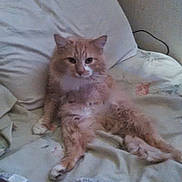 Morris joined the competition — help win amazing prizes! cat, orange_cat, white_cat, pet, feline, bed, pillow, blanket, indoor, relaxed, fluffy, fur, animal, resting, cozy, casual, domestic, cute, sleepy, home