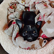 Queen joined the competition — help win amazing prizes! animal, bed, black_fur, blanket, comfort, cozy, cuddle, cute, dog, ears, eyes, fur, indoor, pet, puppy, resting, small, snuggle, soft, warm