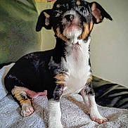 Queen is registered to the contest to win money with this photo: dog, small_dog, black_fur, white_fur, tan_fur, pet, animal, indoor, blanket, curious, sitting, fluffy, paw, fur, cute, companion, portrait, soft_light, blurred_background, cozy