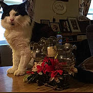 Mr.tater Wilson is registered to the contest to win money with this photo: animal, black_and_white, candle_holder, cat, cozy, curtains, decor, flowers, fluffy, framed_pictures, furniture, household, indoor, living_room, pet, red_flowers, table, white_flowers, window, wooden_table