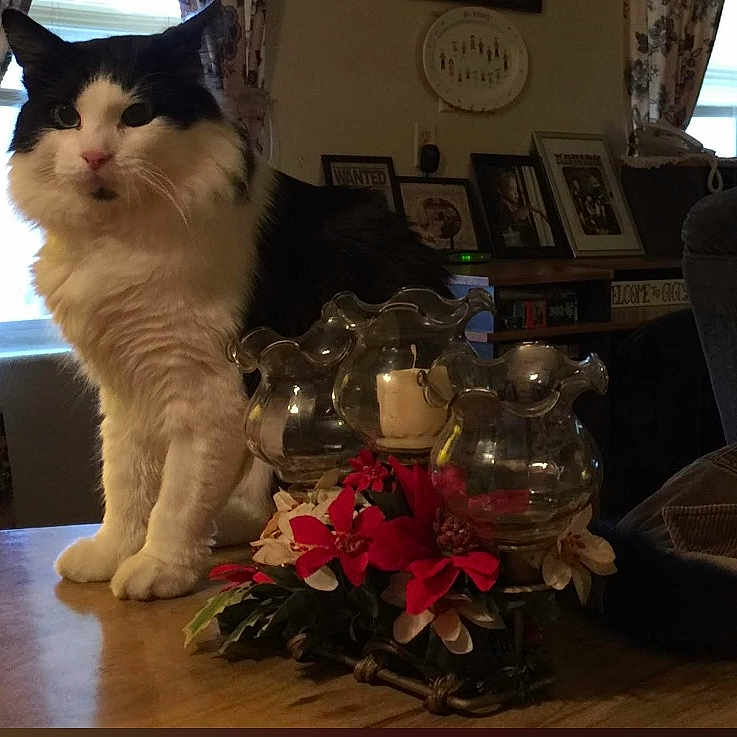 Mr.tater Wilson is registered to the contest to win money with this photo: animal, black_and_white, candle_holder, cat, cozy, curtains, decor, flowers, fluffy, framed_pictures, furniture, household, indoor, living_room, pet, red_flowers, table, white_flowers, window, wooden_table