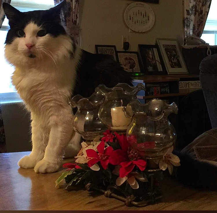 Mr.tater Wilson is registered to the contest to win money with this photo: animal, black_and_white, candle_holder, cat, cozy, curtains, decor, flowers, fluffy, framed_pictures, furniture, household, indoor, living_room, pet, red_flowers, table, white_flowers, window, wooden_table