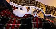 Toast Malone is registered to the contest to win money with this photo: cat, calico_cat, blanket, plaid, couch, tattoo, person, arm, relaxing, indoor, cozy, pet, resting, fur, animal, home, comfort, pattern, textile, furniture