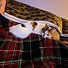 cat, calico_cat, blanket, plaid, couch, tattoo, person, arm, relaxing, indoor, cozy, pet, resting, fur, animal, home, comfort, pattern, textile, furniture
