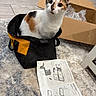 Toast Malone is registered to the contest to win money with this photo: cat, calico, bag, cardboard_box, packing_material, instruction_manual, carpet, tile_floor, indoor, pet, curious, sitting, looking_up, household, assembly, paper, black, yellow, white, orange