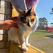Toast Malone joined the competition — help win amazing prizes! cat, calico_cat, bunny_ears, fluffy, hand, wooden_ledge, window_screen, sunlight, outdoor, greenery, brick_wall, pet, animal, ears, curious, closeup, domestic_cat, feline, portrait, indoor