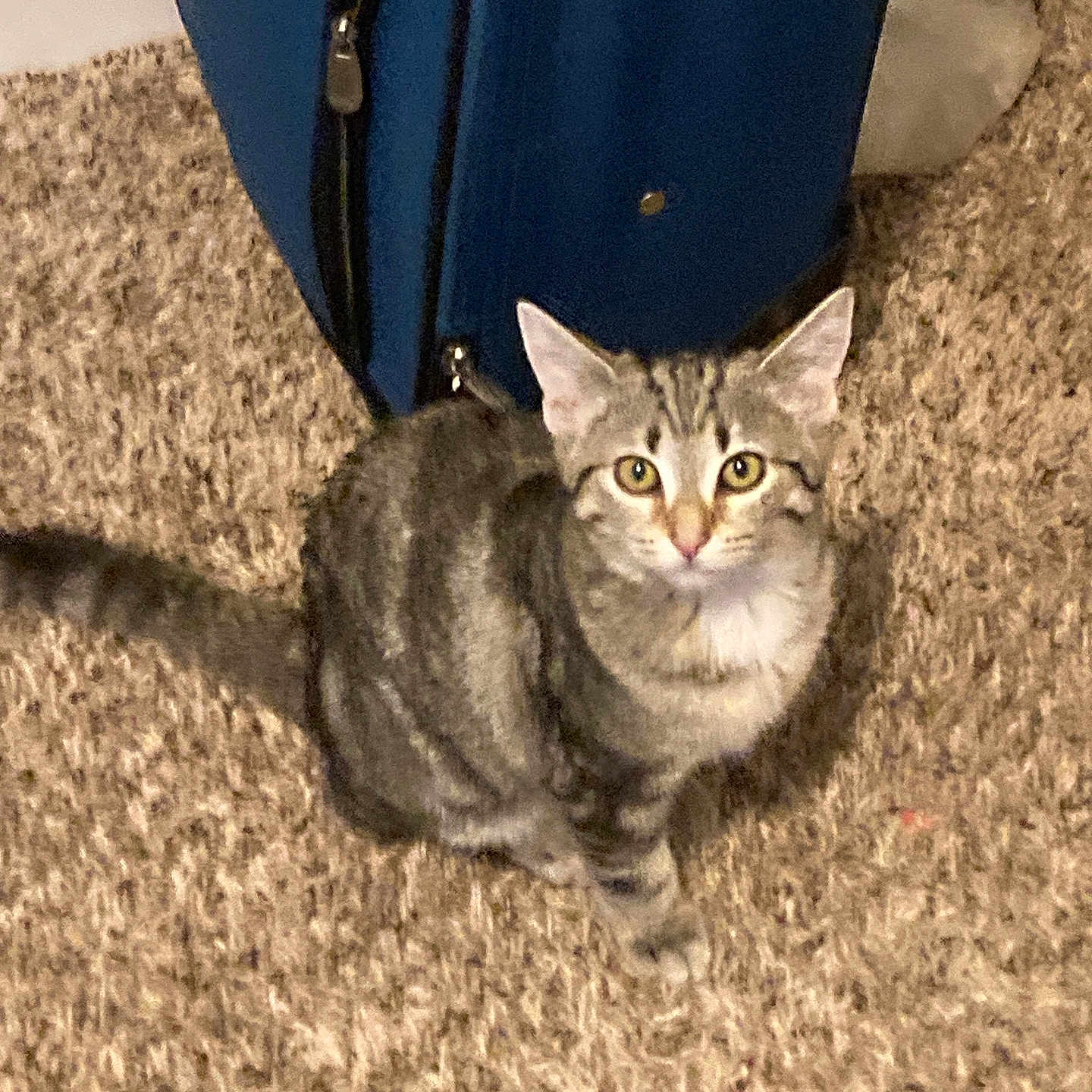 Rascal is registered to the contest to win money with this photo: abyssinian, accessories, animal, cat, door, egyptiancat, homedecor, kitten, leash, manx, mat, pet, strap