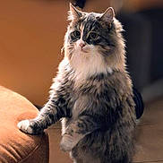 Misty a rejoint le concours — aidez-le/la à gagner de superbes lots ! animal, background_blur, cat, curious, cushion, cute, domestic, ears, eyes, feline, fluffy, fur, indoor, orange, paw, pet, portrait, soft, standing, whiskers
