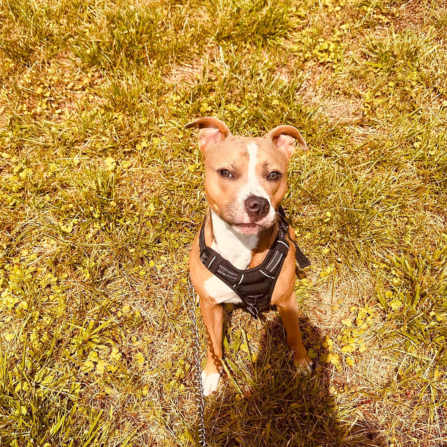 Bean is registered to the contest to win money with this photo: accessories, animal, canine, dog, face, grass, head, hound, leash, nature, outdoors, person, pet, photography, plant, portrait, puppy, strap, summer, vegetation