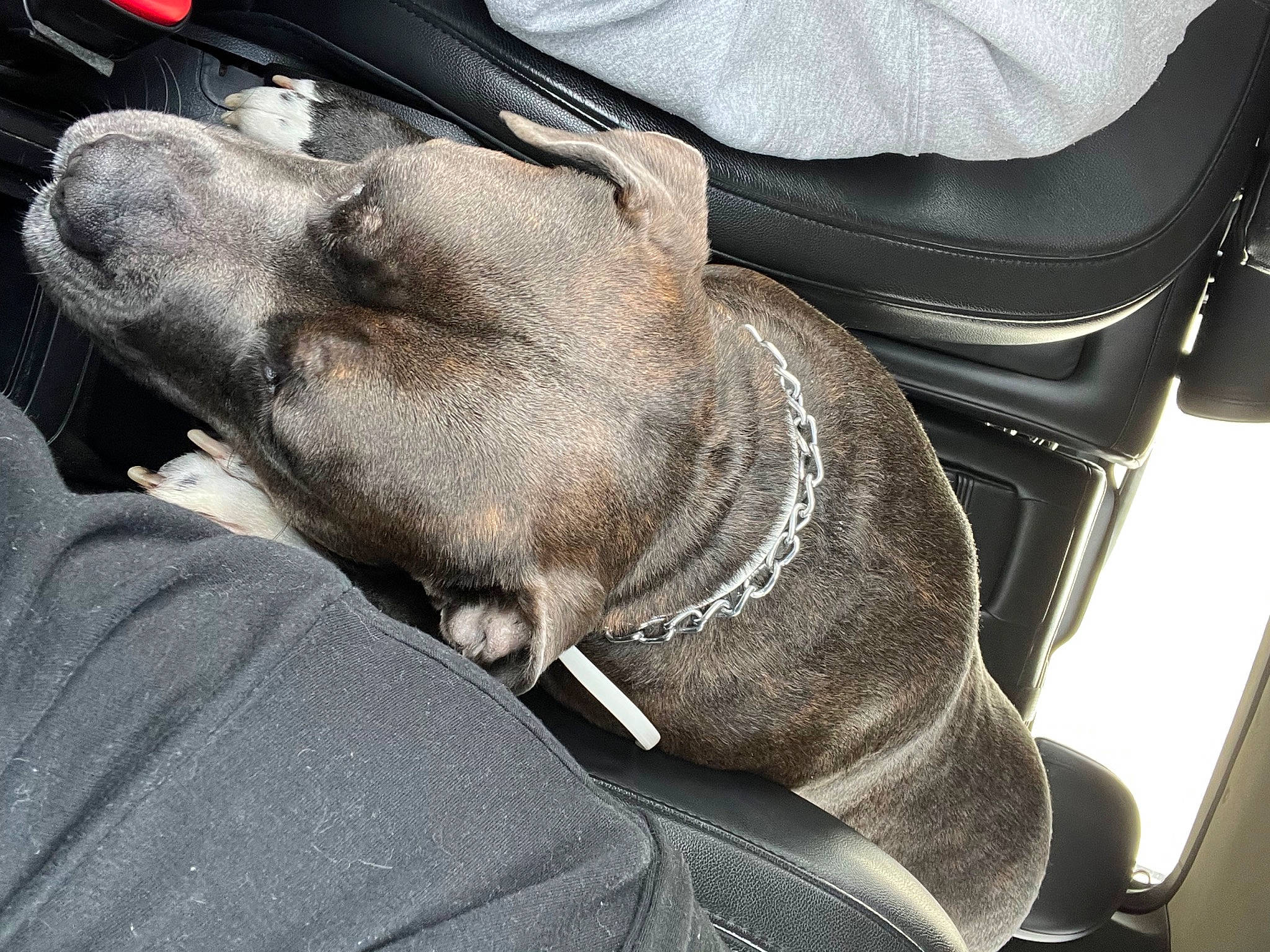 Roscue joined the competition — help win amazing prizes! car_seat, carnivore, collar, comfort, companion_dog, dog, dog_breed, fawn, foot, gesture, grey, hood, human_leg, snout, steering_part, steering_wheel, vehicle, vehicle_door, whiskers, wrinkle