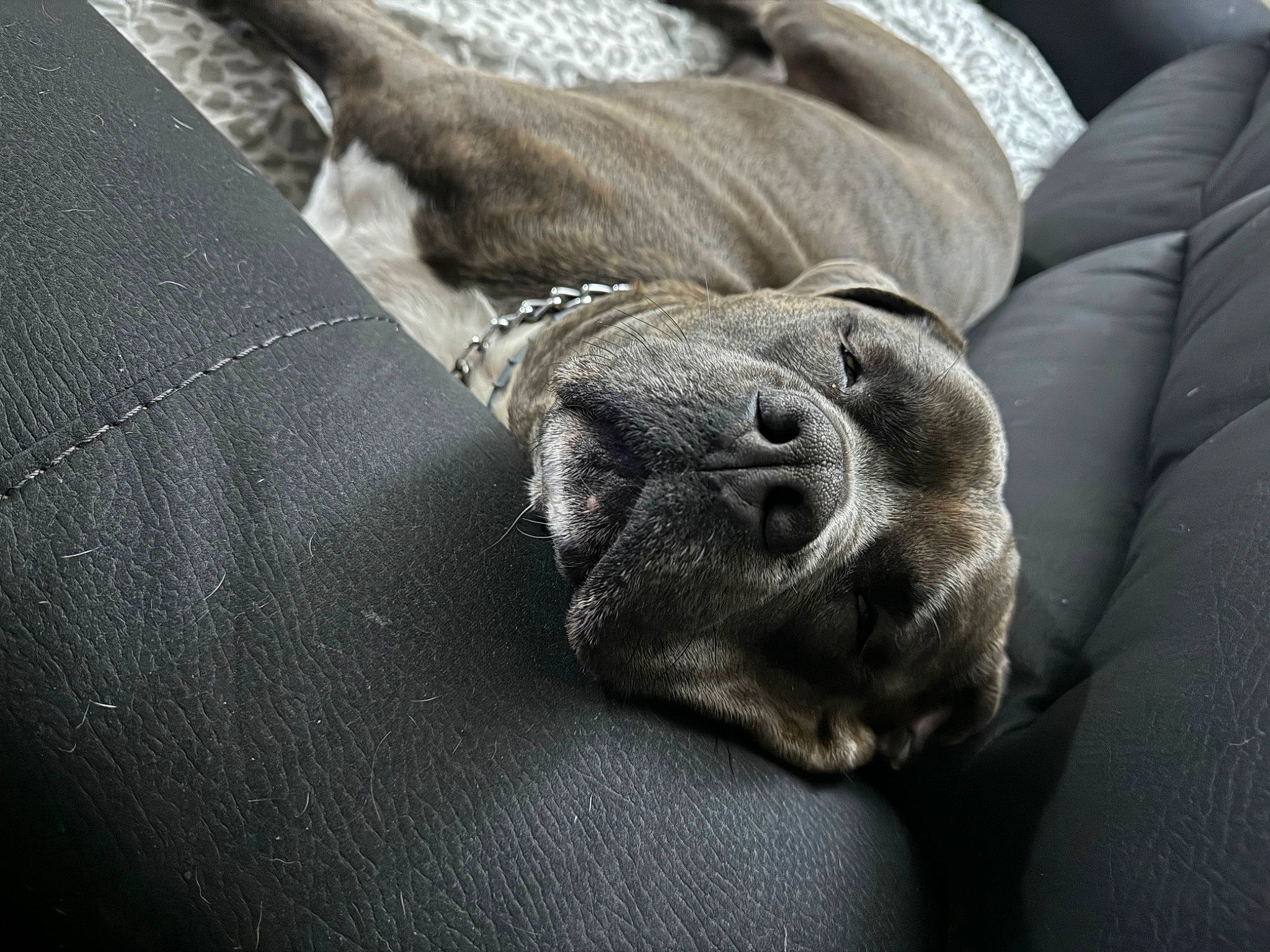 Roscue joined the competition — help win amazing prizes! canidae, carnivore, comfort, companion_dog, dog, dog_breed, fawn, fur, grey, guard_dog, linens, nap, non_sporting_group, paw, snout, sporting_group, terrestrial_animal, whiskers, working_animal, wrinkle