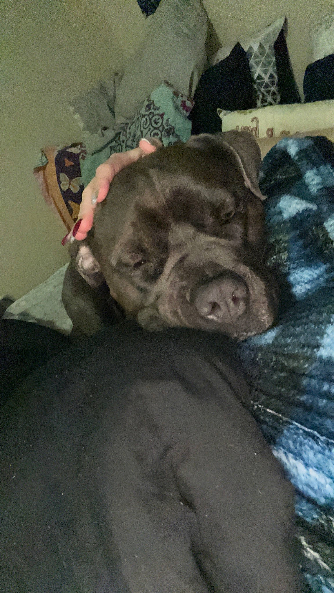 Roscue joined the competition — help win amazing prizes! bed, canidae, carnivore, comfort, companion_dog, dog, dog_breed, fawn, flesh, fur, grey, guard_dog, linens, liver, snout, spaniel, sporting_group, whiskers, working_animal, wrinkle