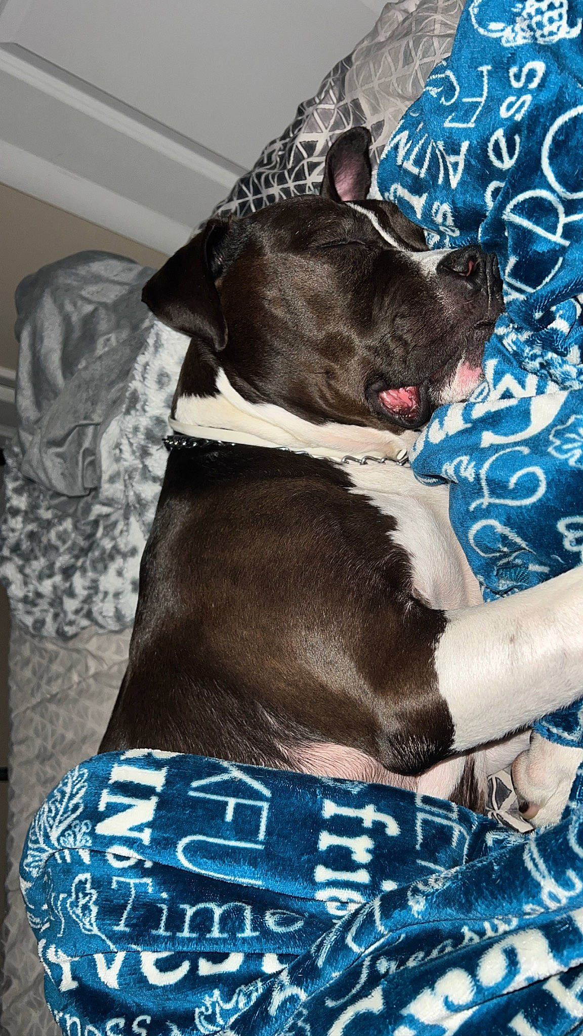 Kira joined the competition — help win amazing prizes! blue, carnivore, collar, comfort, companion_dog, dog, dog_breed, dog_collar, dog_supply, electric_blue, fawn, liver, pattern, pet_supply, sleeve, snout, sporting_group, tie, working_animal