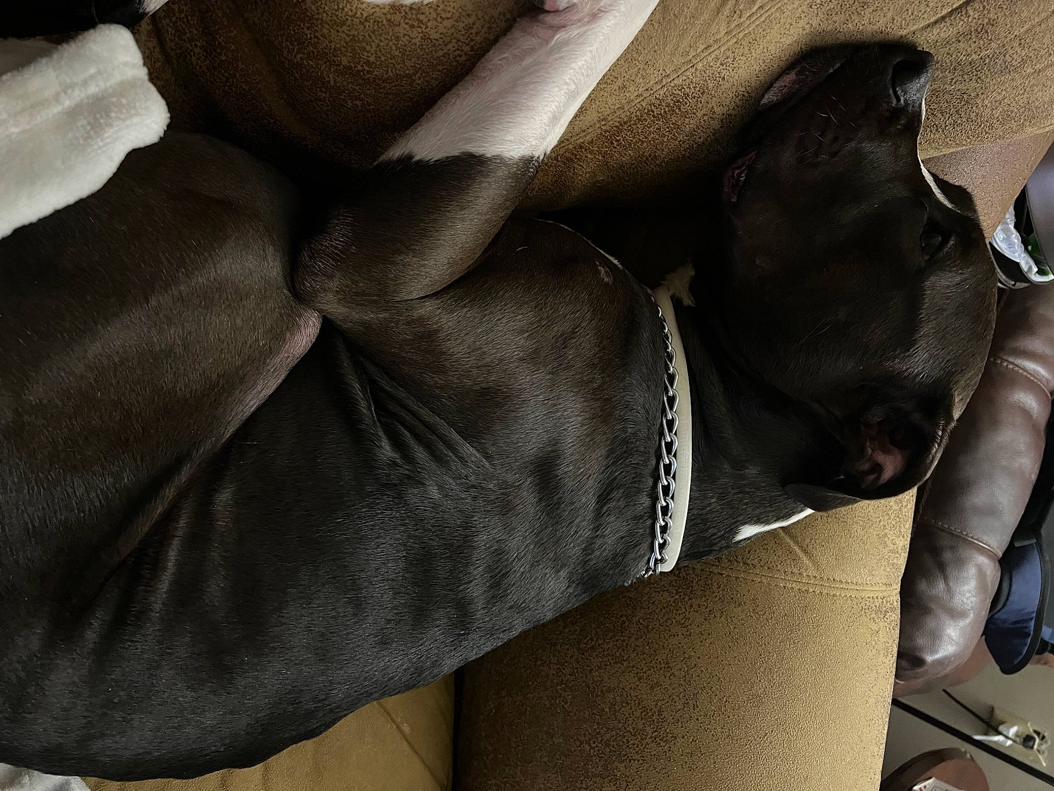 Kira joined the competition — help win amazing prizes! carnivore, comfort, companion_dog, dog, dog_breed, elbow, fashion_accessory, foot, fur, gesture, grey, human_leg, knee, leg, linens, personal_protective_equipment, sleeve, sunglasses, thigh, waist