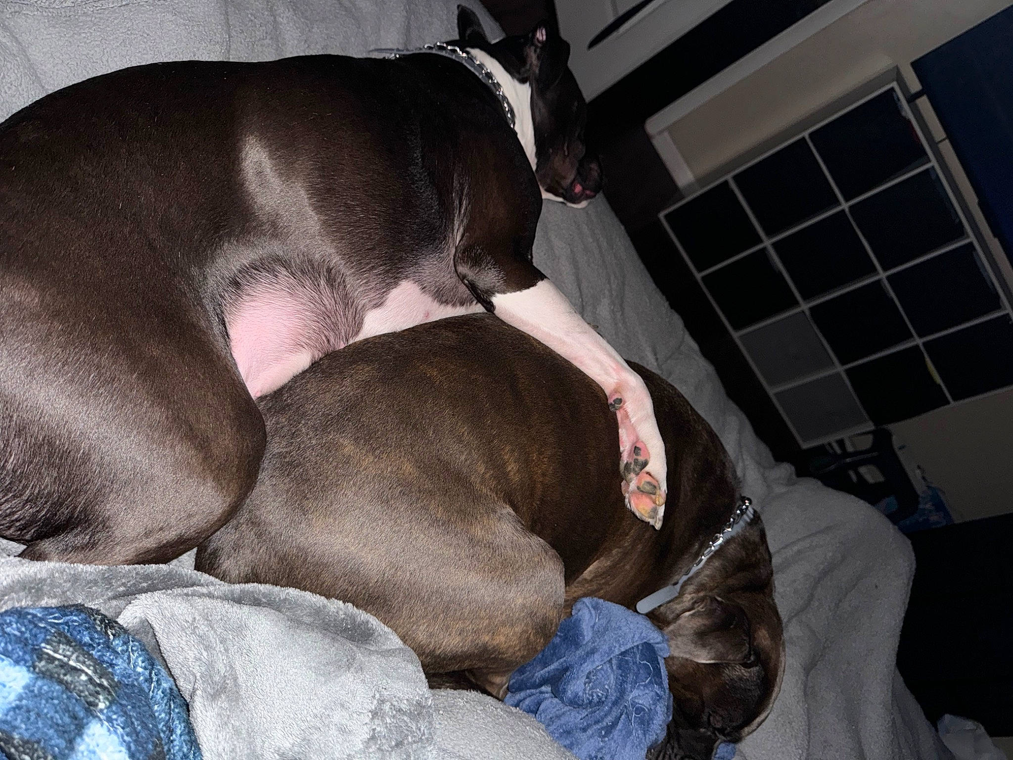 Kira joined the competition — help win amazing prizes! canidae, carnivore, collar, comfort, companion_dog, dog, dog_breed, dog_supply, fawn, great_dane, guard_dog, liver, magyar_agar, nap, snout, sporting_group, toy_dog, weimaraner, whiskers, working_animal