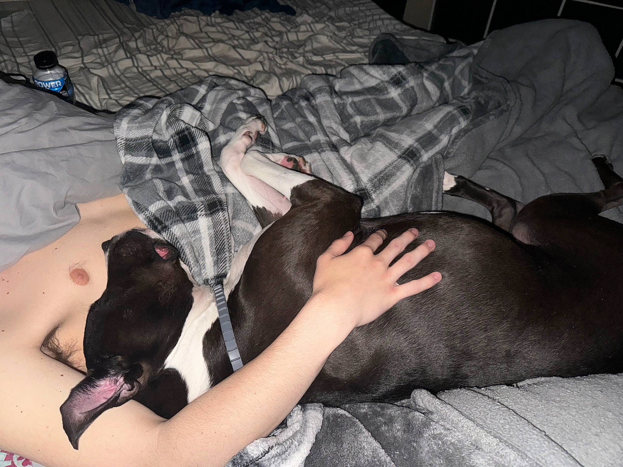 Kira is registered to the contest to win money with this photo: bed, canidae, carnivore, comfort, companion_dog, couch, dog, dog_breed, fawn, foot, fur, grey, human_leg, knee, lap, linens, sporting_group, tail, thigh, wrist