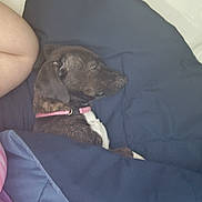 Oreo is registered to the contest to win money with this photo: animal, bed, blanket, collar, comfort, companion, cozy, dog, domestic_animal, fur, human_arm, indoor, navy_blue, peaceful, pink, relaxation, rest, side_view, sleeping, textile