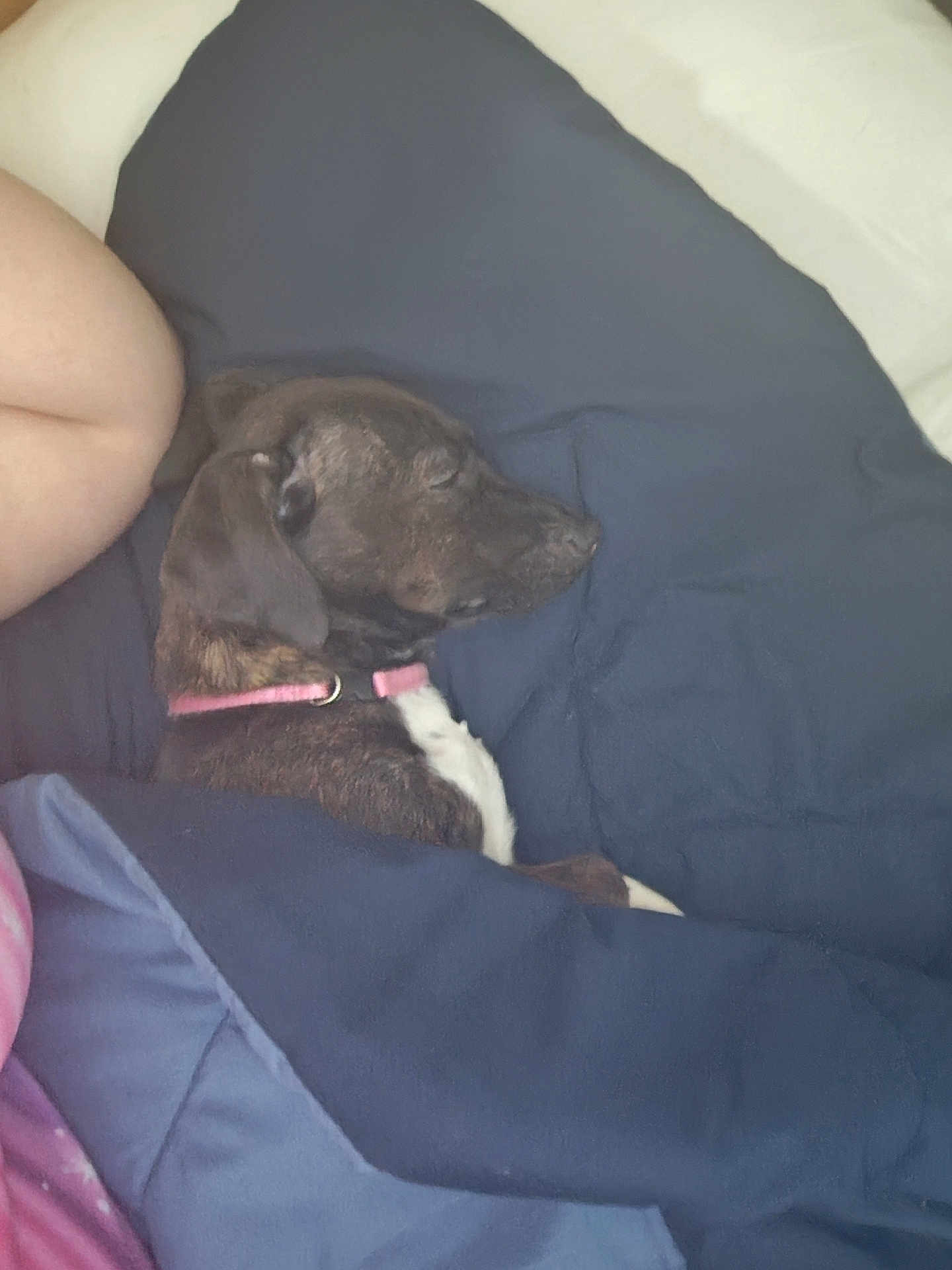 Oreo