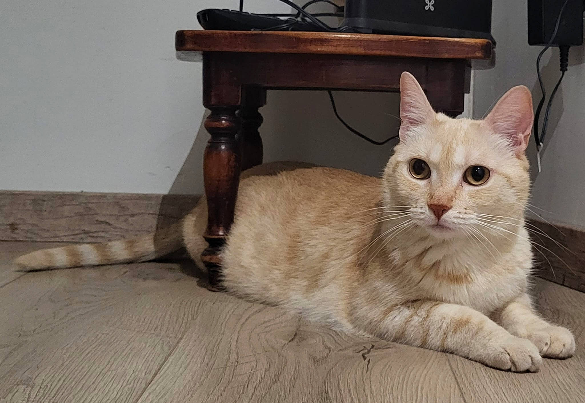 Mini Y Lila a rejoint le concours — aidez-le/la à gagner de superbes lots ! box, carnivore, cat, cat_supply, chest_of_drawers, comfort, domestic_short_haired_cat, drawer, fawn, felidae, fur, hardwood, paw, pet_supply, picture_frame, small_to_medium_sized_cats, snout, tail, whiskers, wood