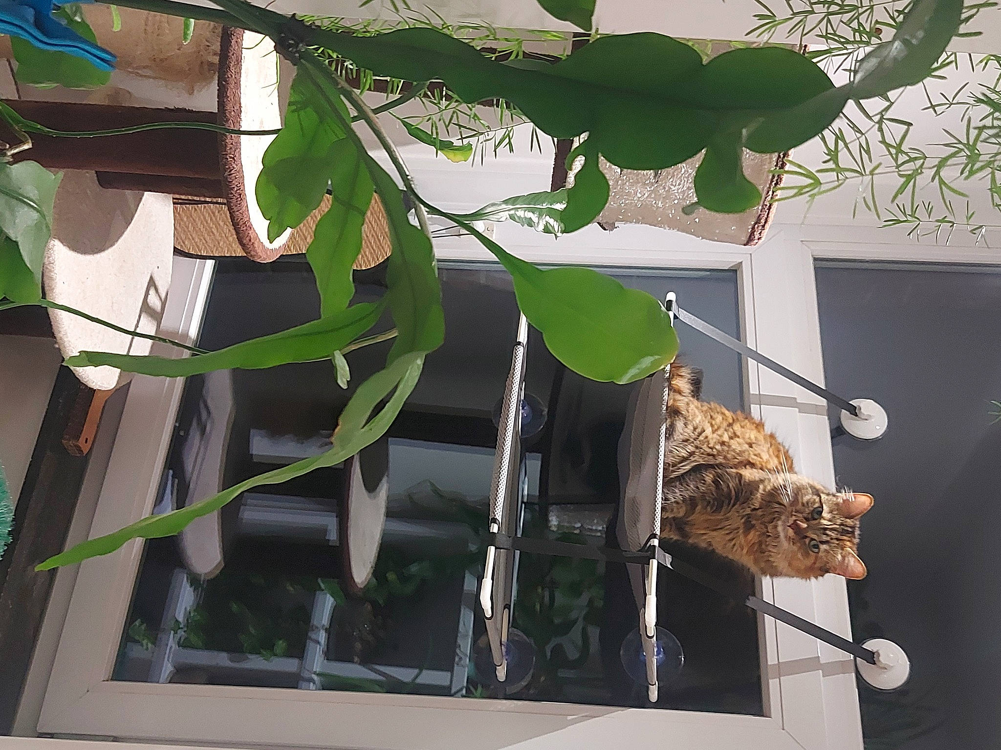 Mini Y Lila participe au concours pour gagner de l'argent avec cette photo : botany, branch, flowering_plant, plant, plant_stem, terrestrial_plant, tree, twig