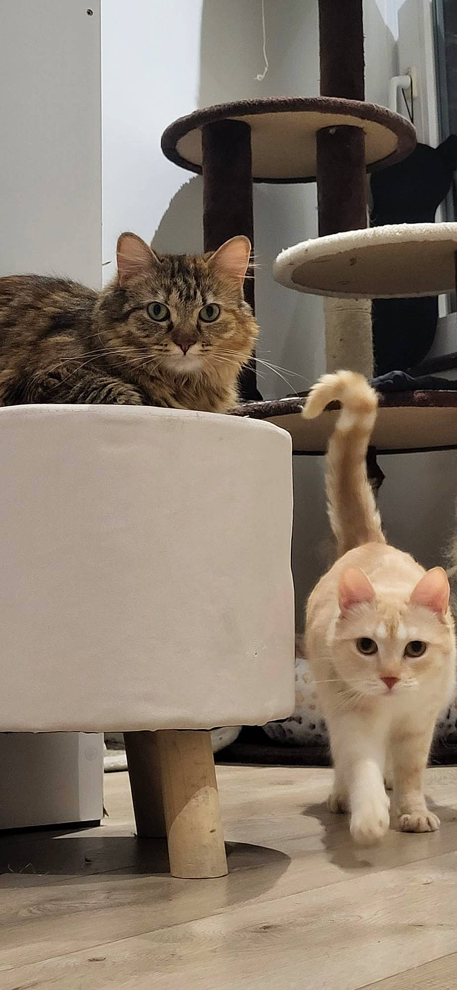 Mini Y Lila participe au concours pour gagner de l'argent avec cette photo : cardboard, carnivore, cat, cat_supply, claw, comfort, domestic_short_haired_cat, fawn, felidae, fur, mammal, paw, pet_supply, sitting, small_to_medium_sized_cats, snapshot, tail, vertebrate, whiskers, wood