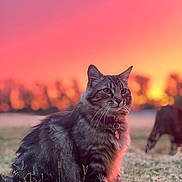 Mazikeen is registered to the contest to win money with this photo: animal, blurred_background, cat, collar, colorful_sky, evening, feline, field, grass, mammal, nature, outdoor, pet, serene, sky, sunset, sunset_glow, tabby_cat, twilight, wildlife