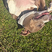 Misty joined the competition — help win amazing prizes! dog, grass, outdoor, sunlight, pet, canine, happy, relaxed, collar, playful, animal, nature, mammal, lying_down, ears, mouth, tongue, fur, daylight, smiling